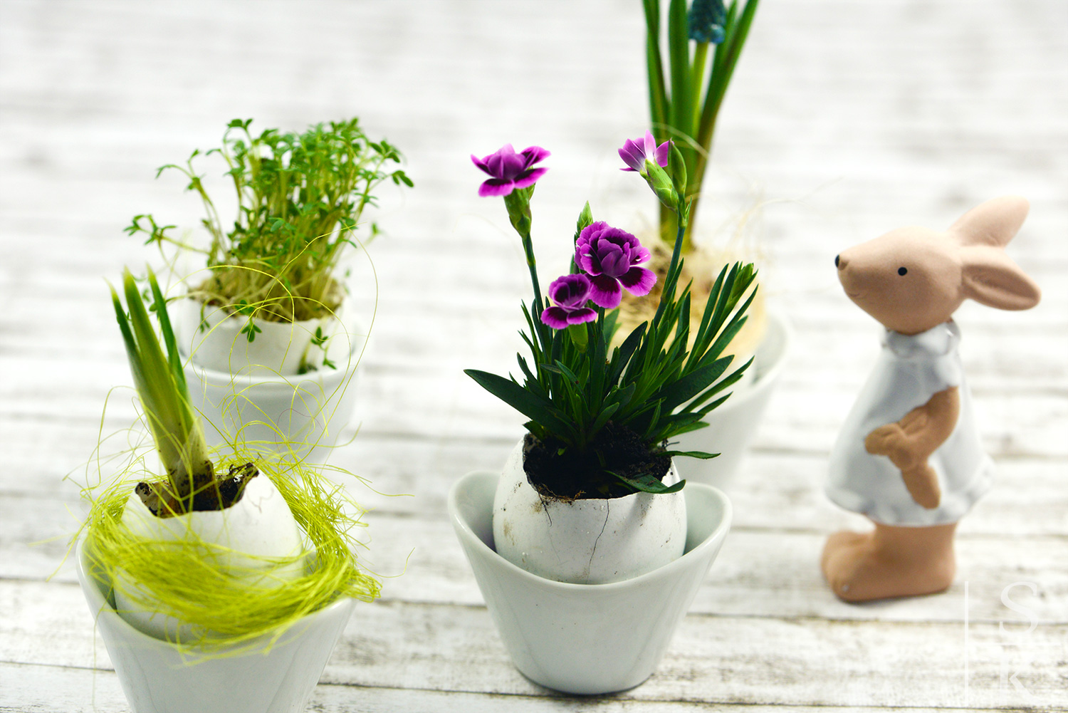 DIY Blumentöpfe aus Eierschale